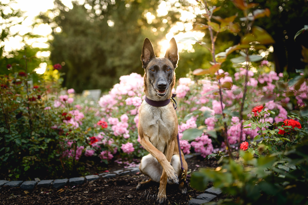 Hundefotoshooting