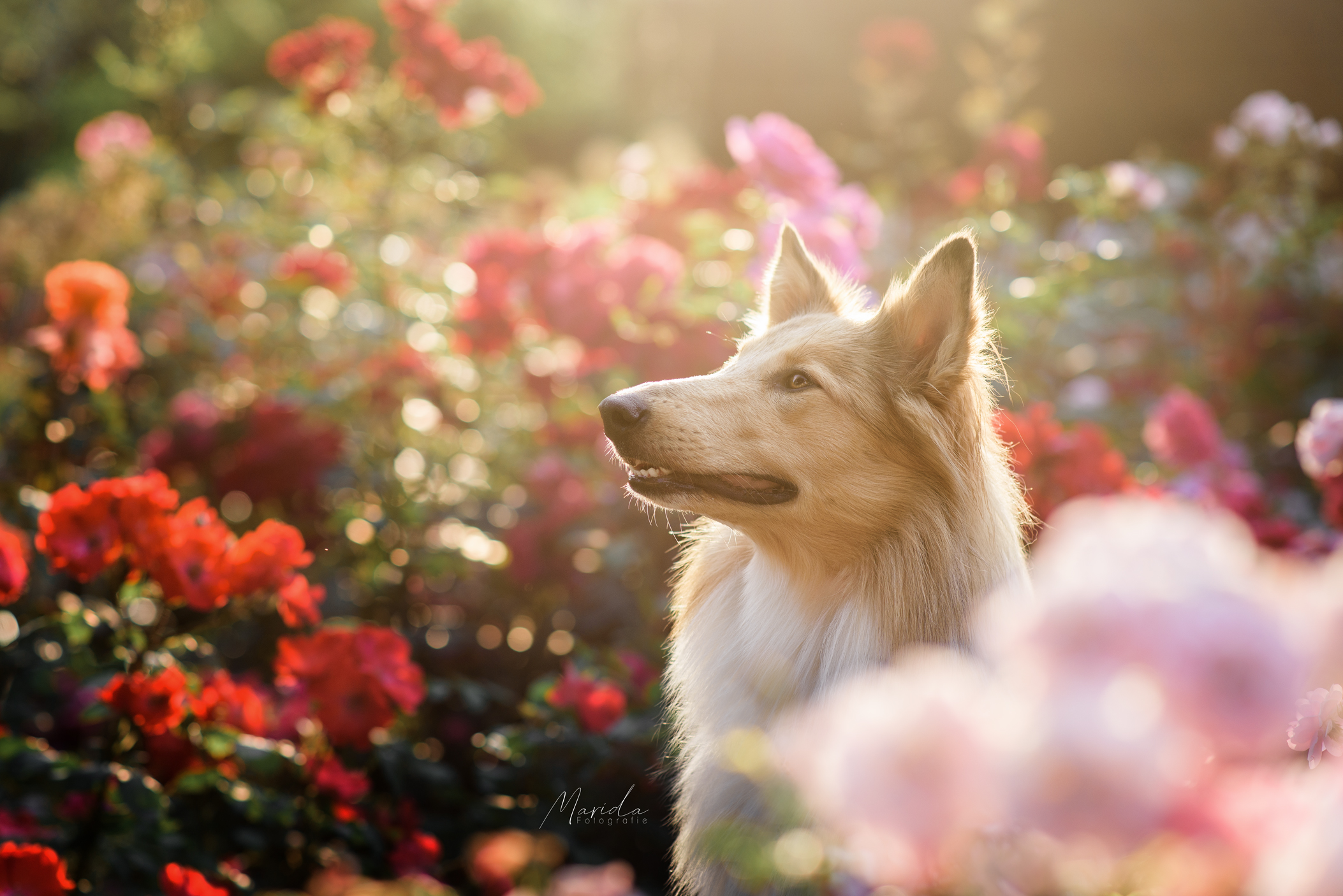 Hundefotoshooting