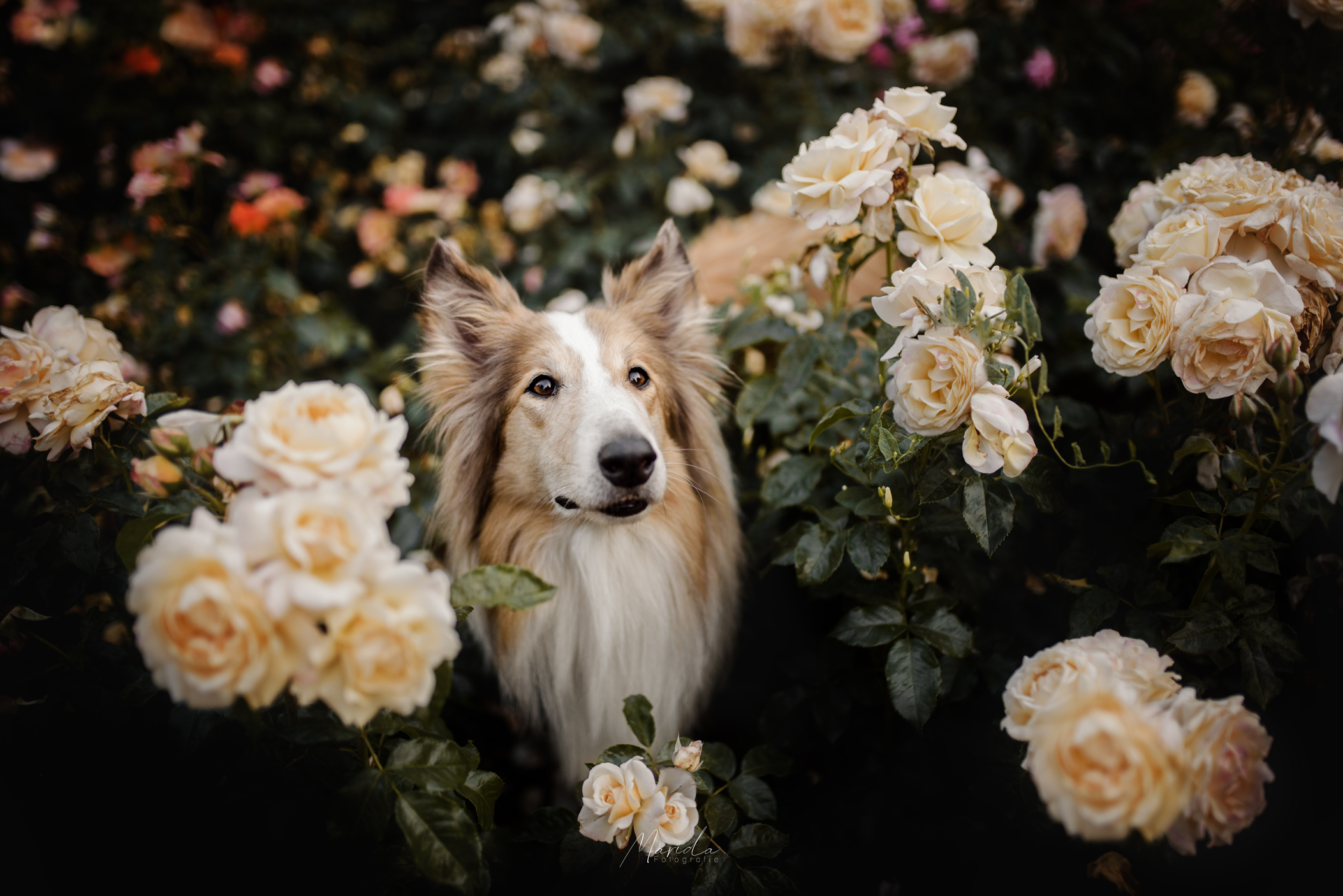 Hundefotoshooting