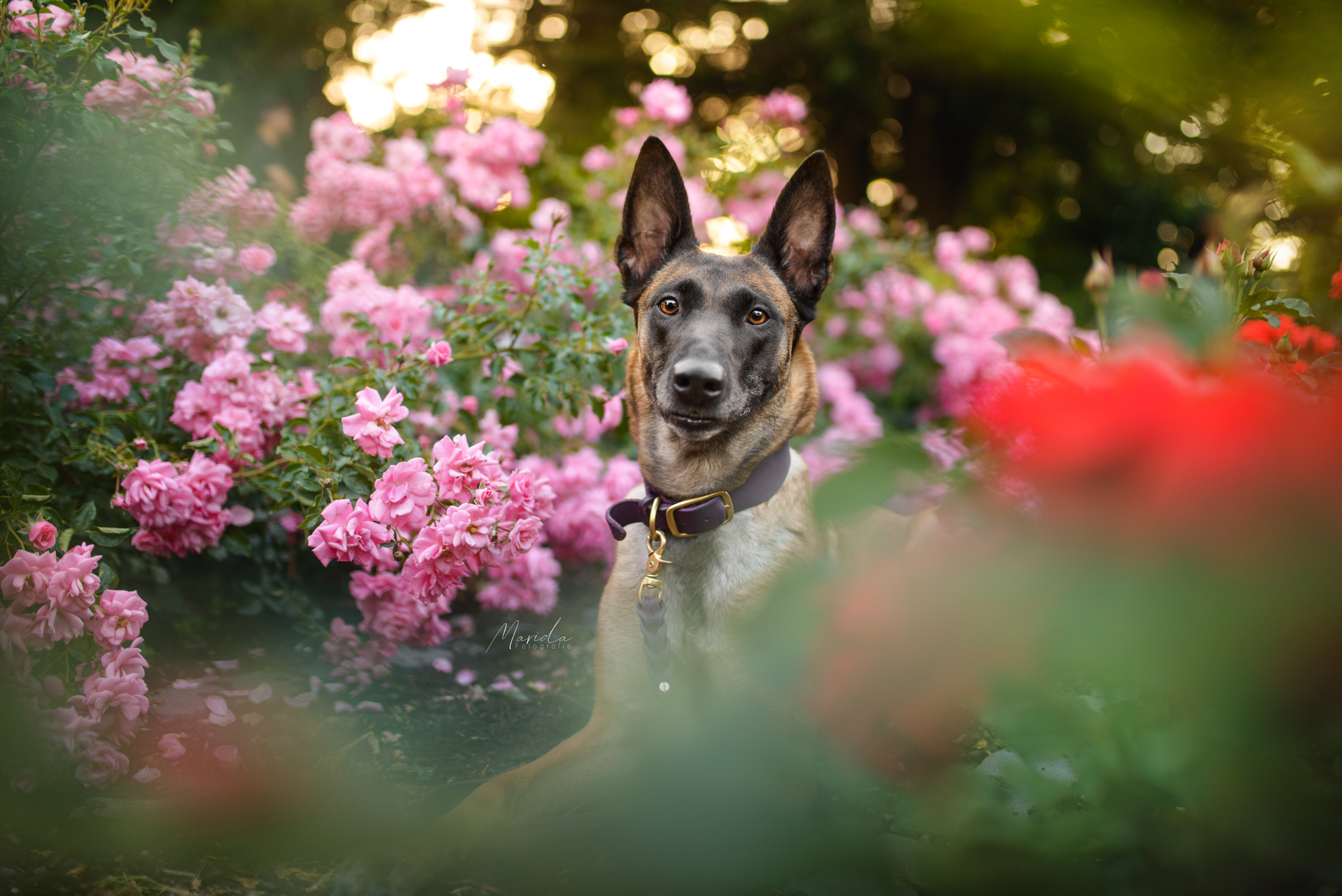 Hundefotoshooting