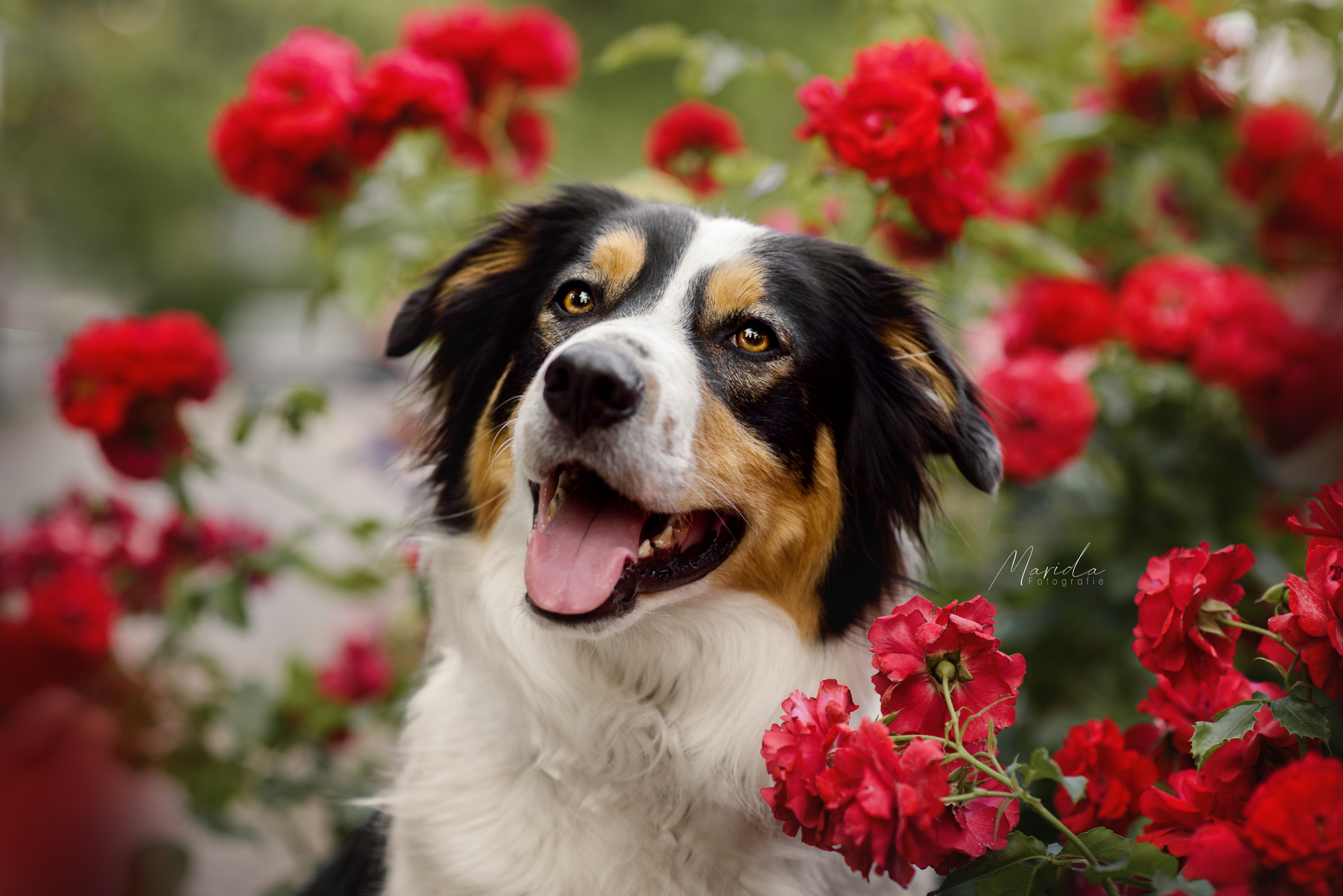 Hundefotoshooting